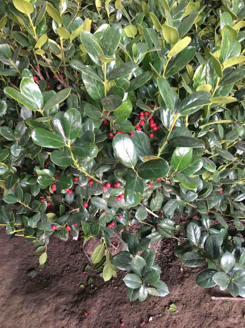 无刺枸骨无刺枸骨球冠幅饱满质量好价格优