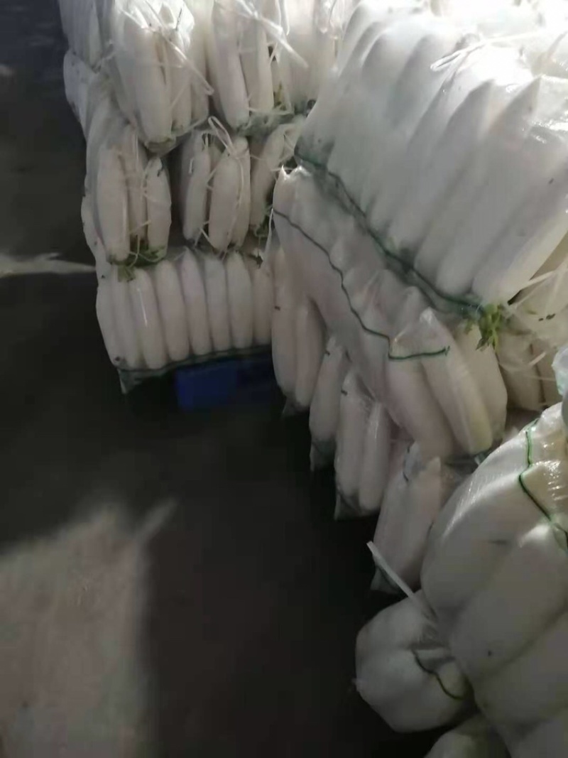 新鲜现拨现洗现卖白萝卜湖北基地直供大量出售白萝卜白萝卜