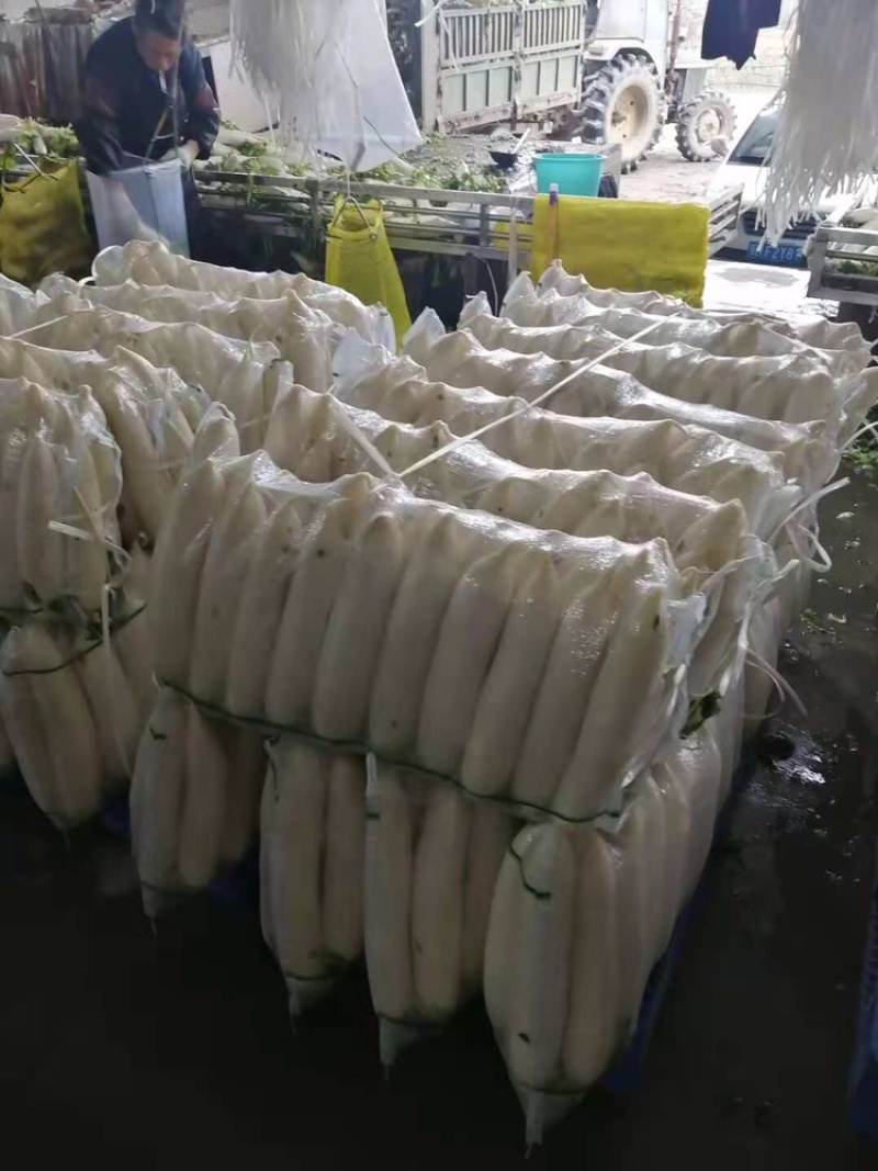 新鲜现拨现洗现卖白萝卜湖北基地直供大量出售白萝卜白萝卜