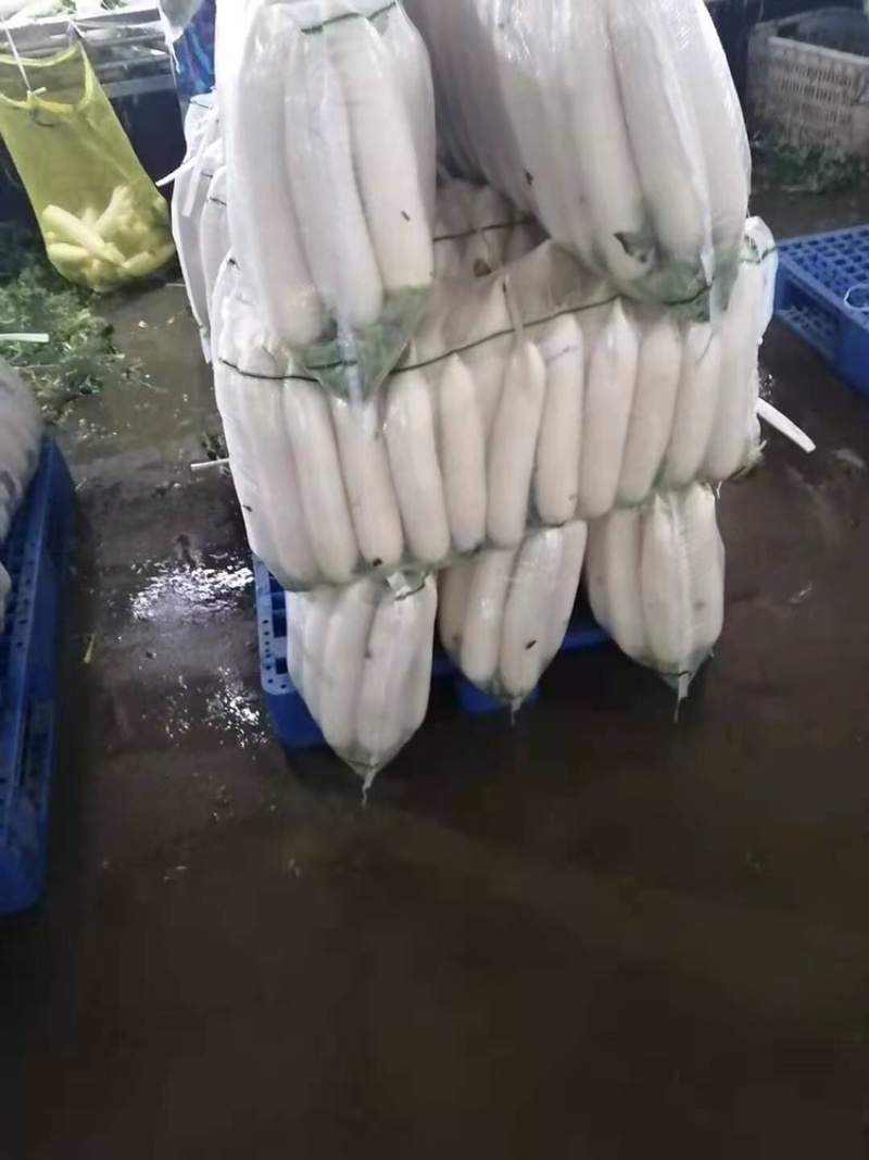 新鲜现拨现洗现卖白萝卜湖北基地直供大量出售白萝卜白萝卜