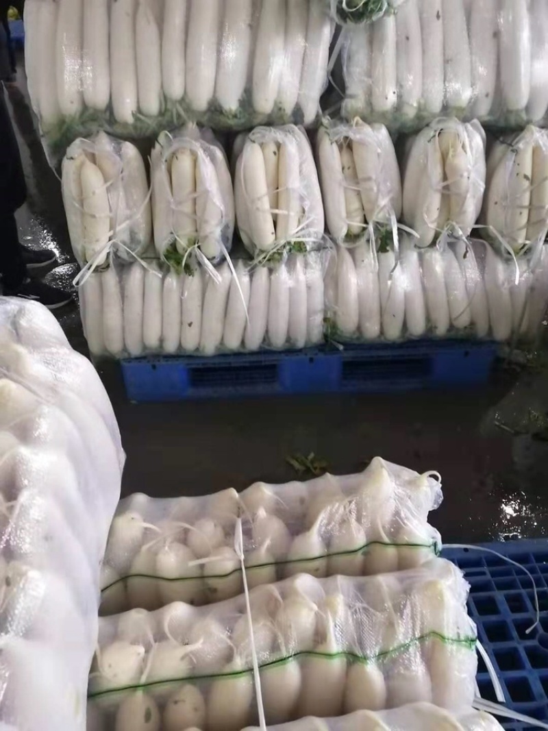 新鲜现拨现洗现卖白萝卜湖北基地直供大量出售白萝卜白萝卜