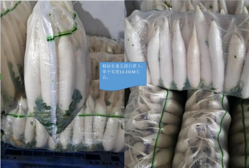 新鲜现拨现洗现卖白萝卜湖北基地直供大量出售白萝卜白萝卜