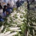 新鲜现拨现洗现卖白萝卜湖北基地直供大量出售白萝卜白萝卜