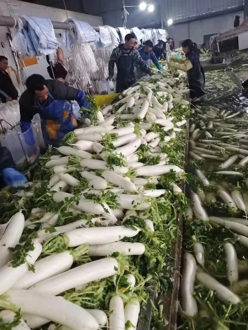 新鲜现拨现洗现卖白萝卜湖北基地直供大量出售白萝卜白萝卜