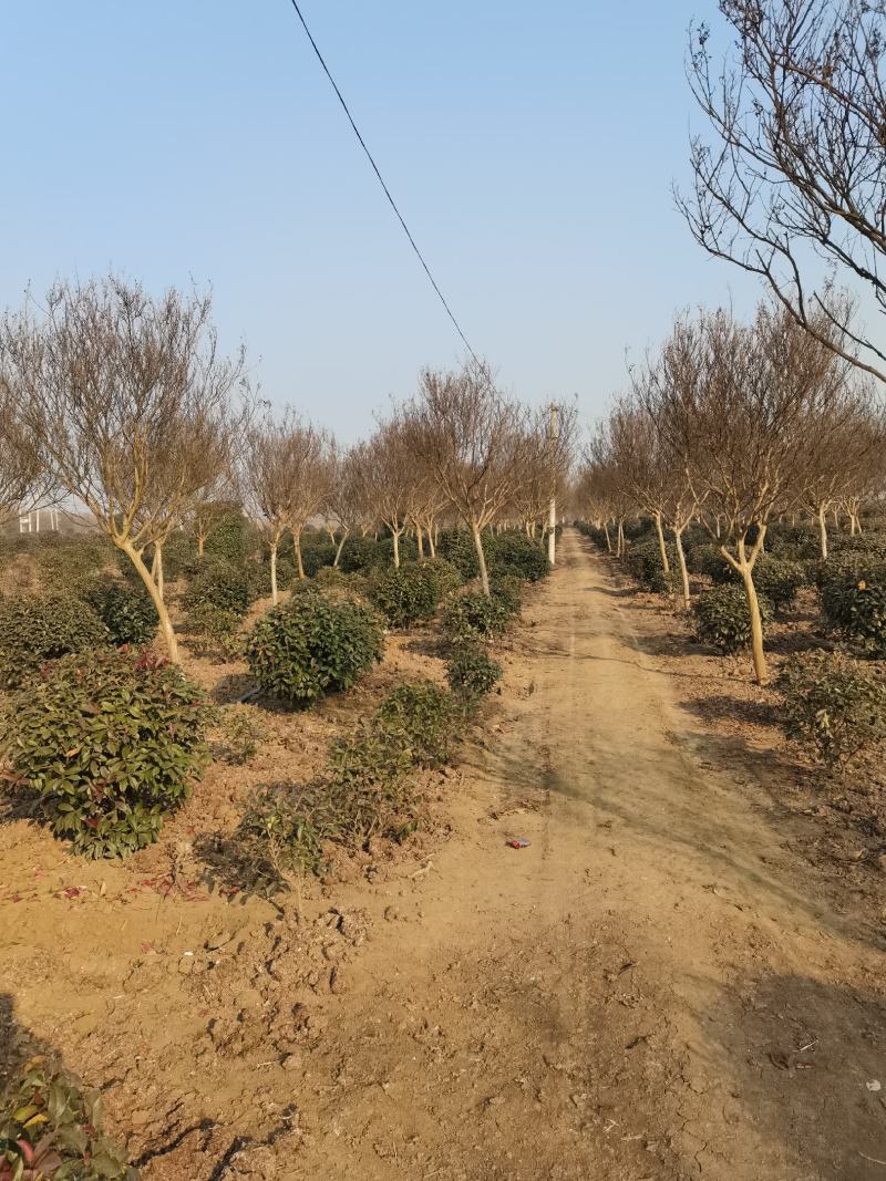 【优质】各品种紫薇2—18公分，沭阳直发，提供技术指导