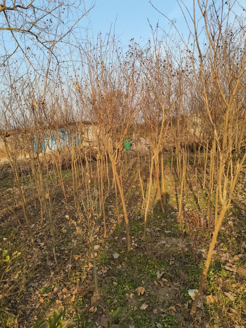 【优质】各品种紫薇2—18公分，沭阳直发，提供技术指导