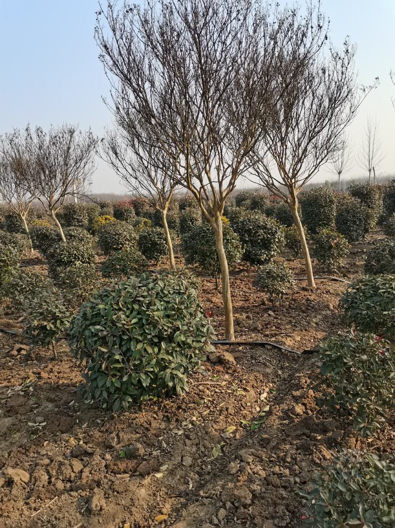 【优质】各品种紫薇2—18公分，沭阳直发，提供技术指导