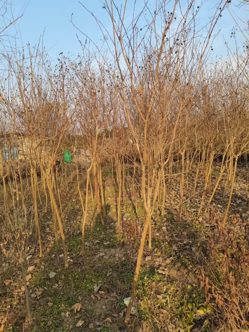 【优质】各品种紫薇2—18公分，沭阳直发，提供技术指导