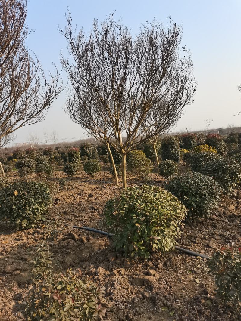 【优质】各品种紫薇2—18公分，沭阳直发，提供技术指导