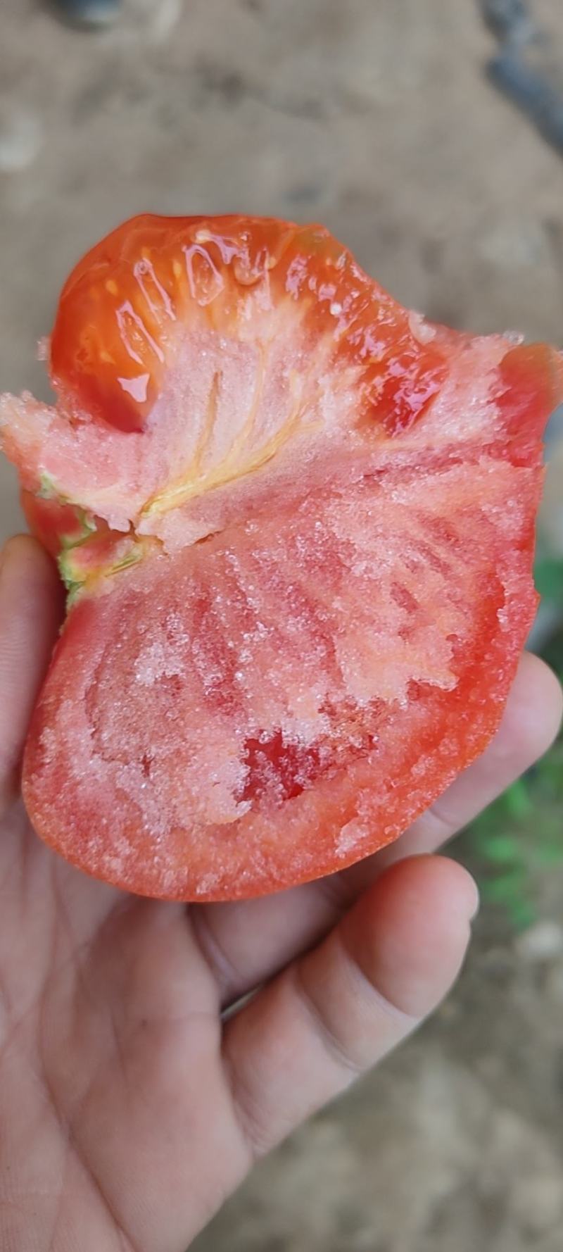 温室保护地，精品硬粉，西红柿生产基地，货源充足