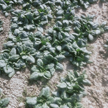 河南黑色趴地菠菜，质量好，手工干净，价钱优惠