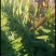 云南莴苣莴笋光杆大量上市了，莴笋翠绿青皮青肉无空谢谢订货