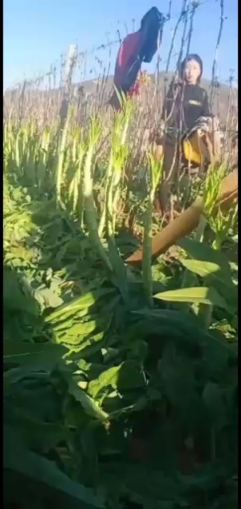 云南莴苣莴笋光杆大量上市了，莴笋翠绿青皮青肉无空谢谢订货