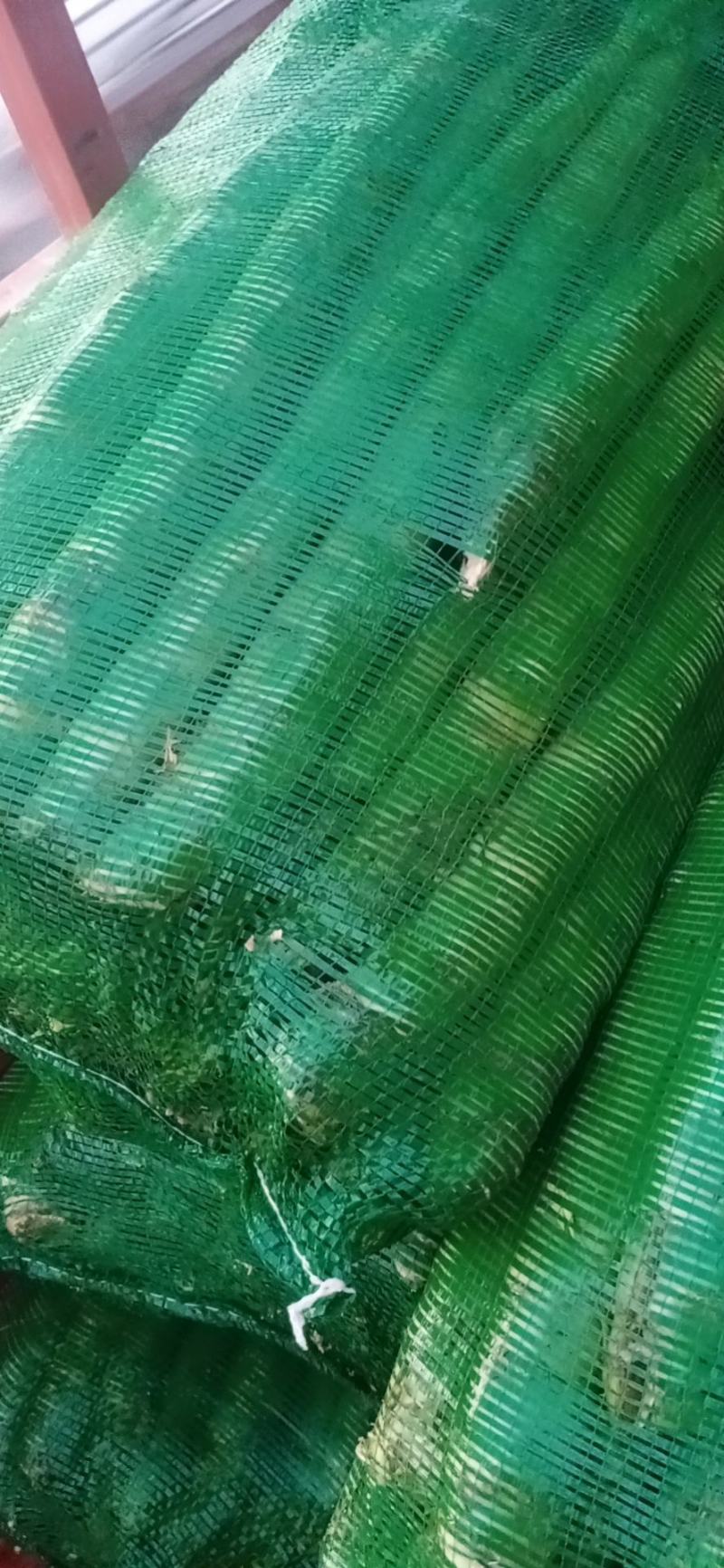 云南莴苣莴笋光杆大量上市了，莴笋翠绿青皮青肉无空谢谢订货