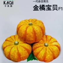【金橘宝贝迷你小南瓜种子】可观赏可食用的黄色南瓜种子甜面