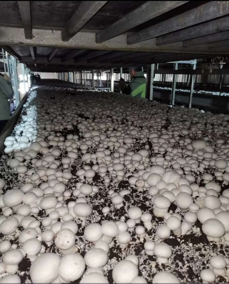 优质双孢菇天天有新鲜货量大优惠不怕缺货量大你就来