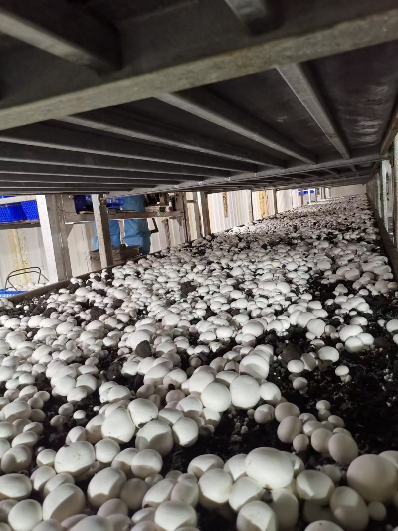 优质双孢菇天天有新鲜货量大优惠不怕缺货量大你就来