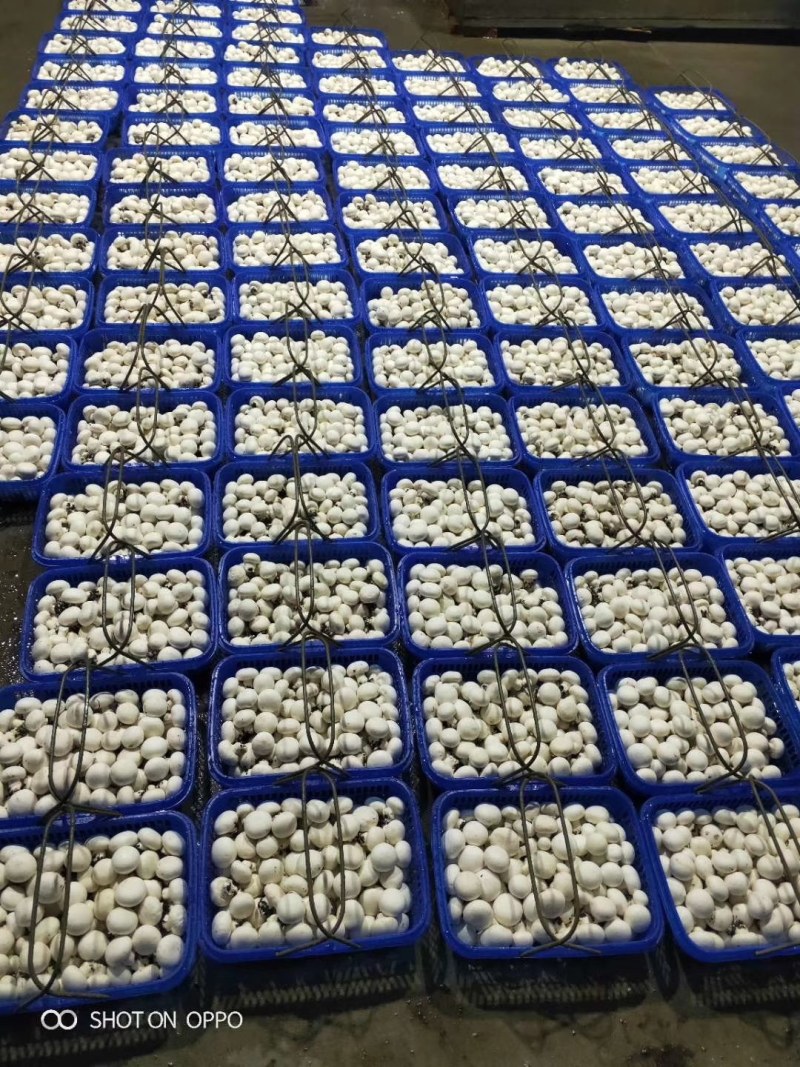 优质双孢菇天天有新鲜货量大优惠不怕缺货量大你就来