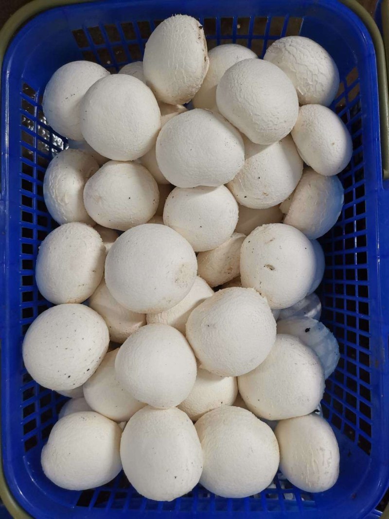 优质双孢菇天天有新鲜货量大优惠不怕缺货量大你就来
