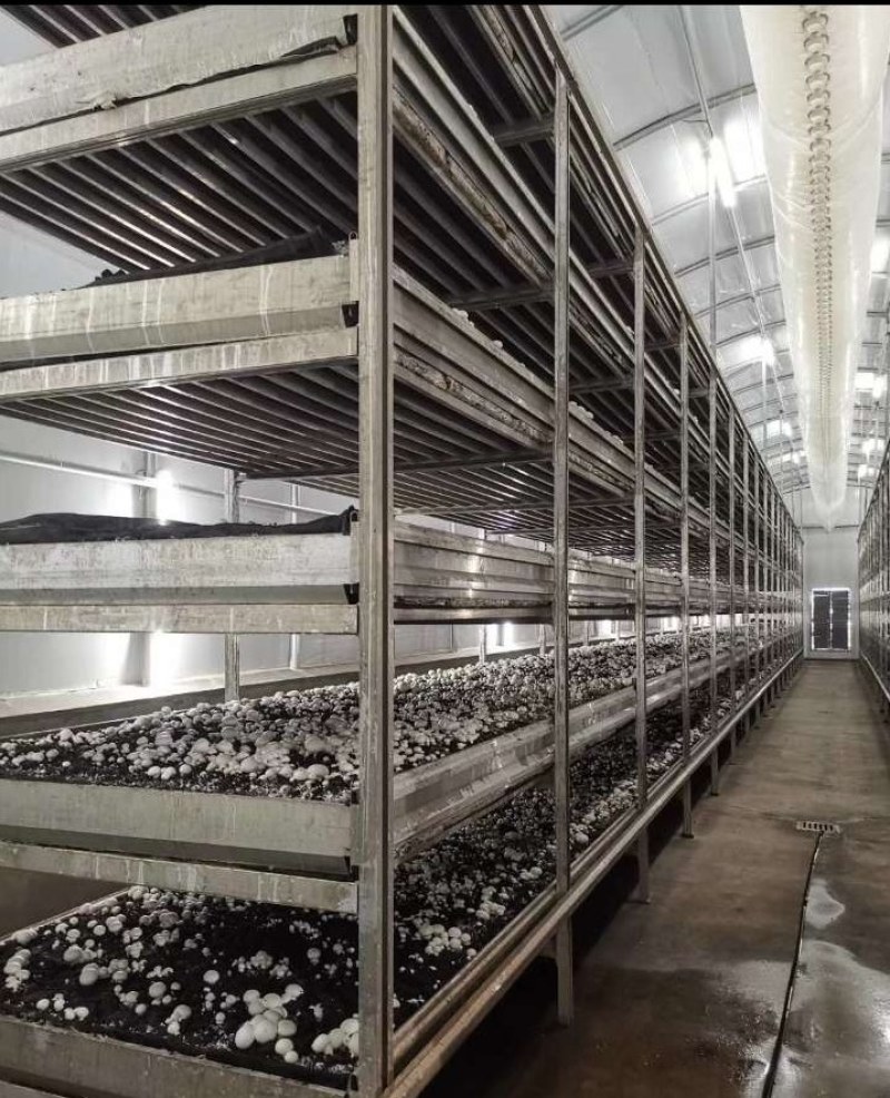 优质双孢菇天天有新鲜货量大优惠不怕缺货量大你就来
