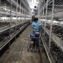 优质双孢菇天天有新鲜货量大优惠不怕缺货量大你就来