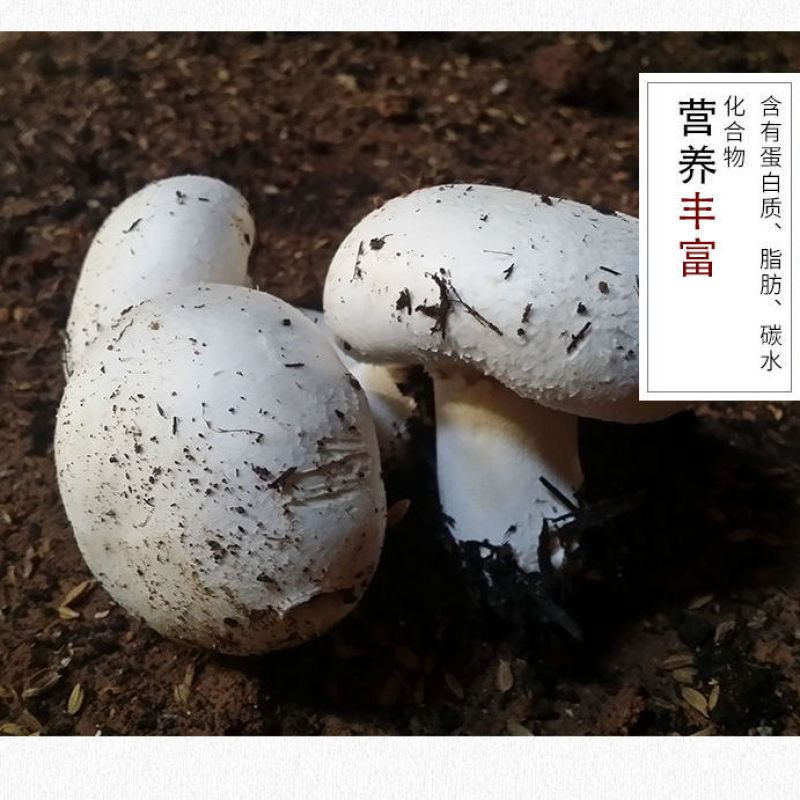 优质双孢菇天天有新鲜货量大优惠不怕缺货量大你就来