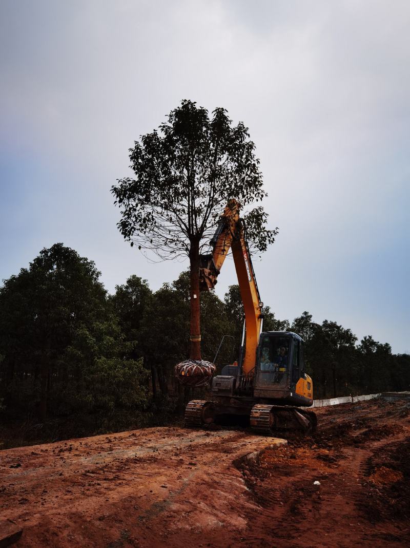 供应各种绿化乔木，切杆发冒香樟栾树裸根光棒朴树大黄角树