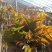 香椿芽〈露天红油〉即将大量上市，代客户发货走市场