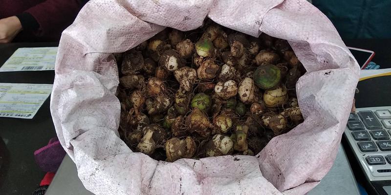 毛慈菇贵州铜仁野生新鲜毛茨菇生货产地直发一手货源