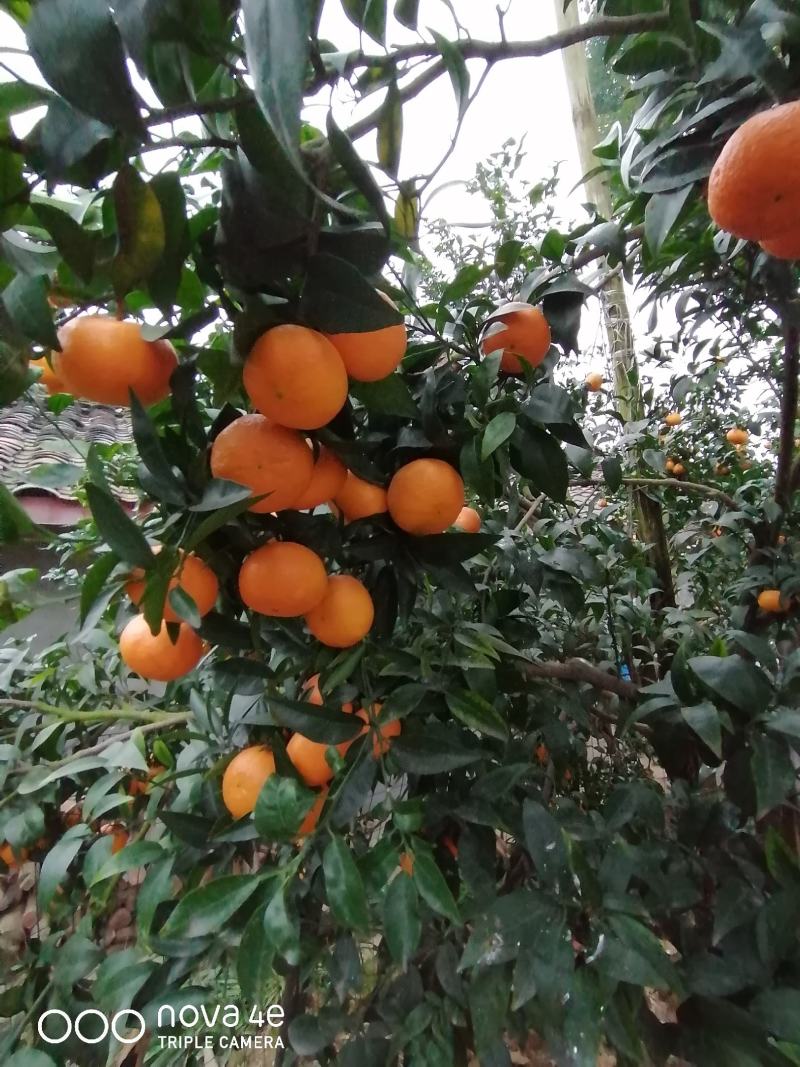 沃柑，表皮光亮，清甜可口，大自然的香味，产地直发品质保障