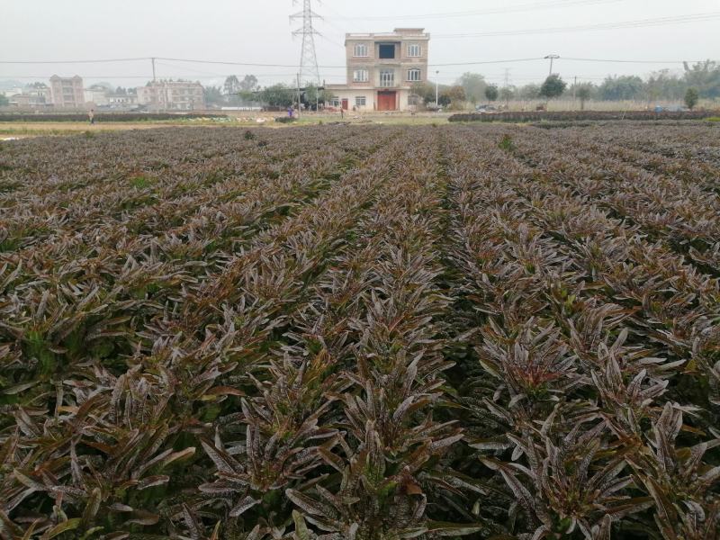 广西贺州窝笋量多价格美