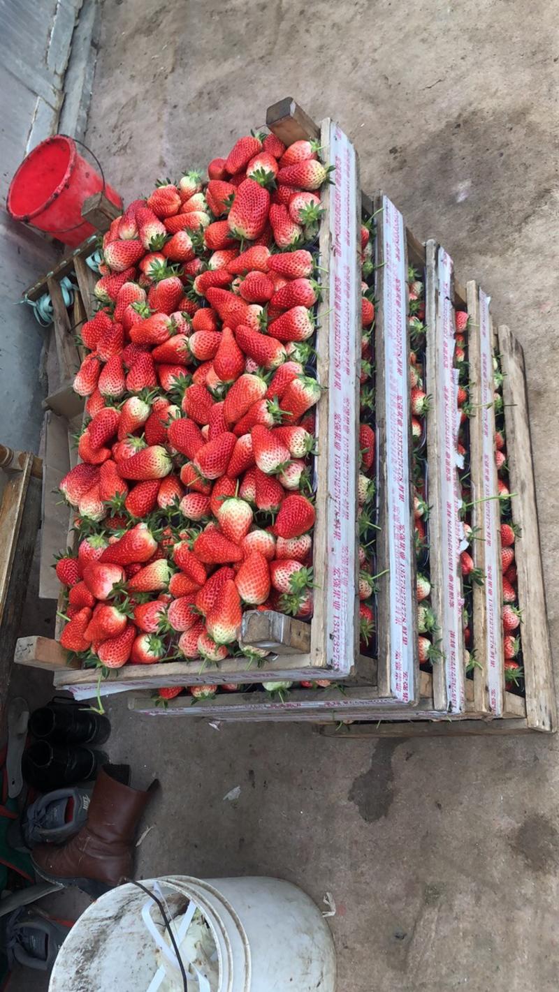 草莓大大量上市有需要的老板联系