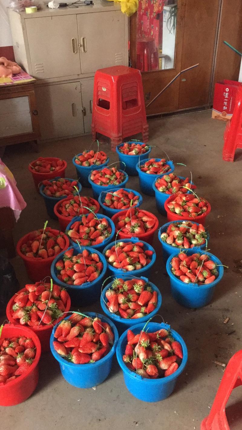 草莓大大量上市有需要的老板联系