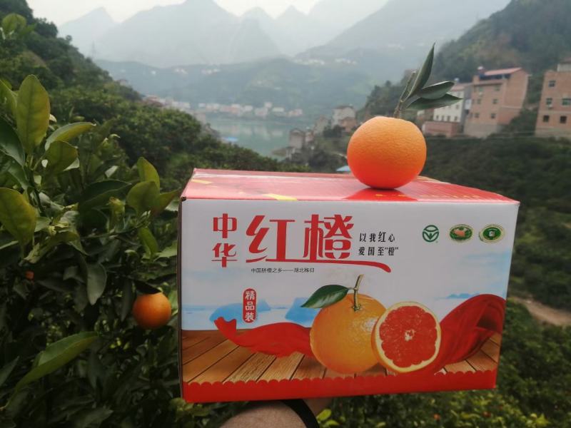 湖北秭归中华红橙/红肉橙/口感甜果肉细腻产地直销/诚信经