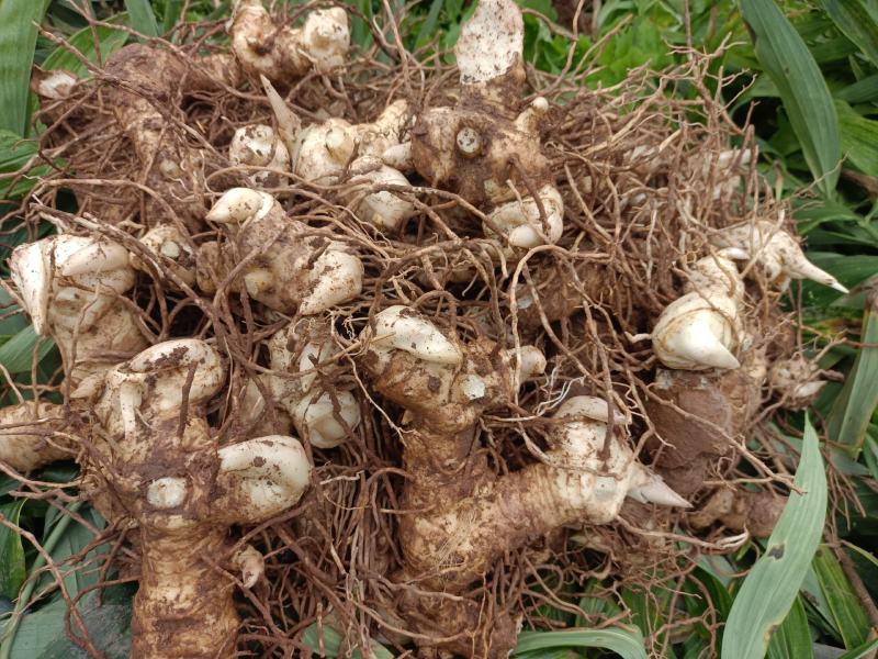 四川黄精种茎块，多花姜型不倒苗黄精中大货一手货源。