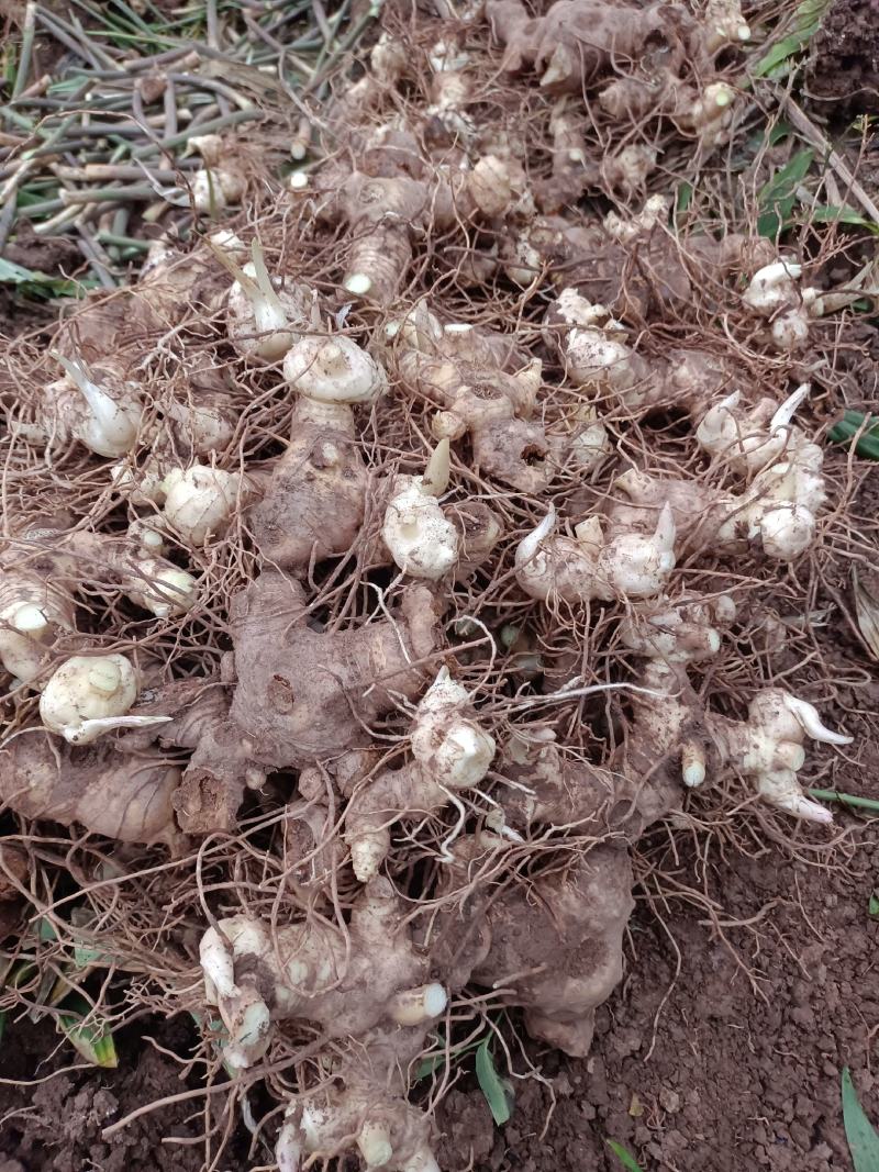 四川黄精种茎块，多花姜型不倒苗黄精中大货一手货源。