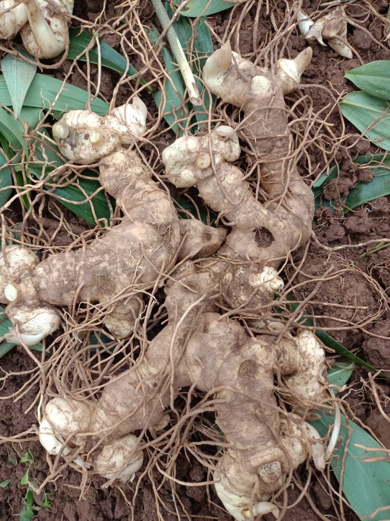 四川黄精种茎块，多花姜型不倒苗黄精中大货一手货源。
