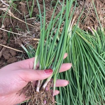 优质洋葱苗二红苗，黄苗现货包回收包教种植技术