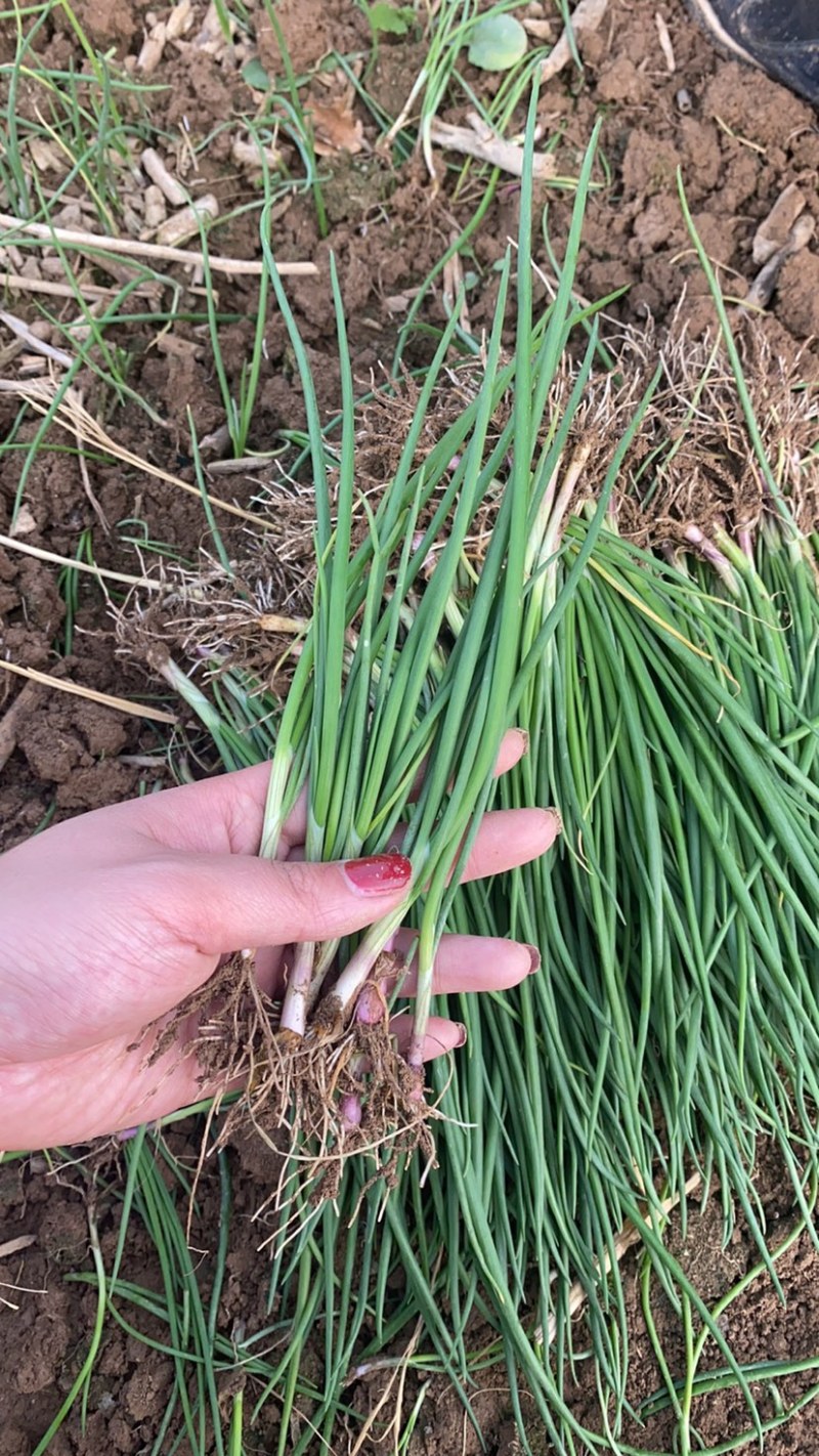 优质洋葱苗二红苗，黄苗现货包回收包教种植技术