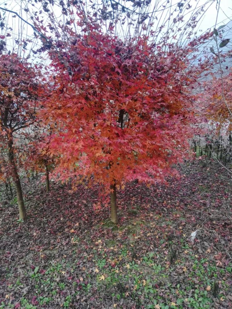 鸡爪槭小叶鸡爪槭苗1/20公分鸡爪槭小苗工程苗苗圃直发