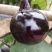 【精品】江苏种子圆茄种子日本紫圆茄紫圆大果高产