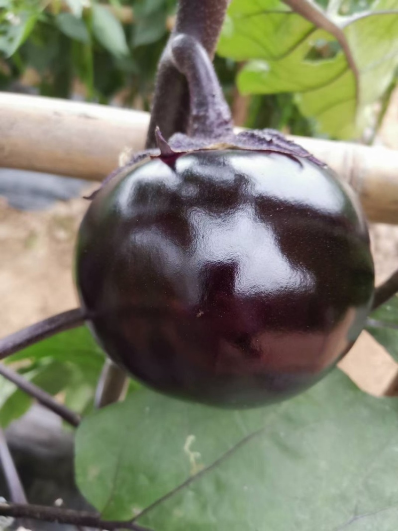 【精品】江苏种子圆茄种子日本紫圆茄紫圆大果高产