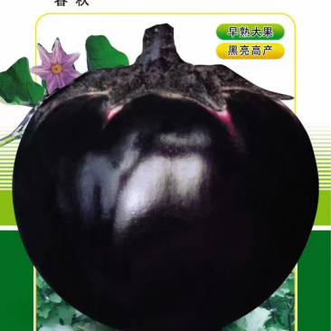 【精品】江苏种子圆茄种子日本紫圆茄紫圆大果高产