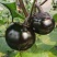 【精品】江苏种子圆茄种子日本紫圆茄紫圆大果高产