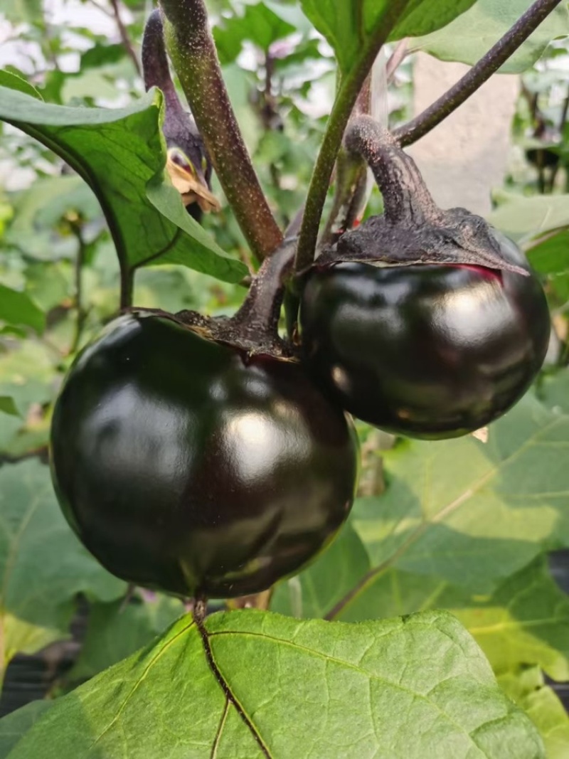 【精品】江苏种子圆茄种子日本紫圆茄紫圆大果高产