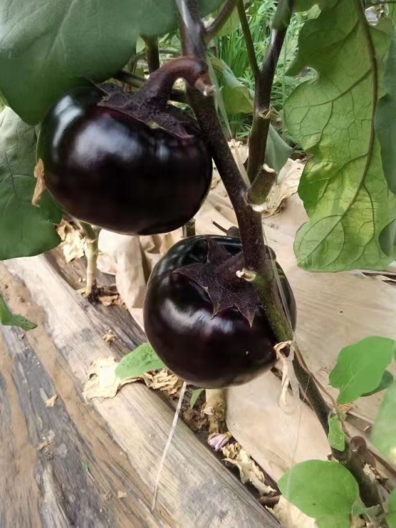 【精品】江苏种子圆茄种子日本紫圆茄紫圆大果高产