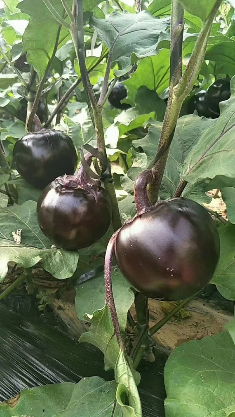 【精品】江苏种子圆茄种子日本紫圆茄紫圆大果高产