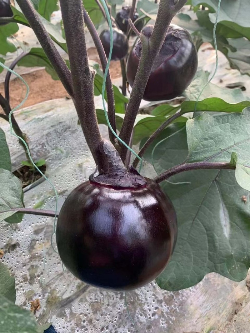 【精品】江苏种子圆茄种子日本紫圆茄紫圆大果高产