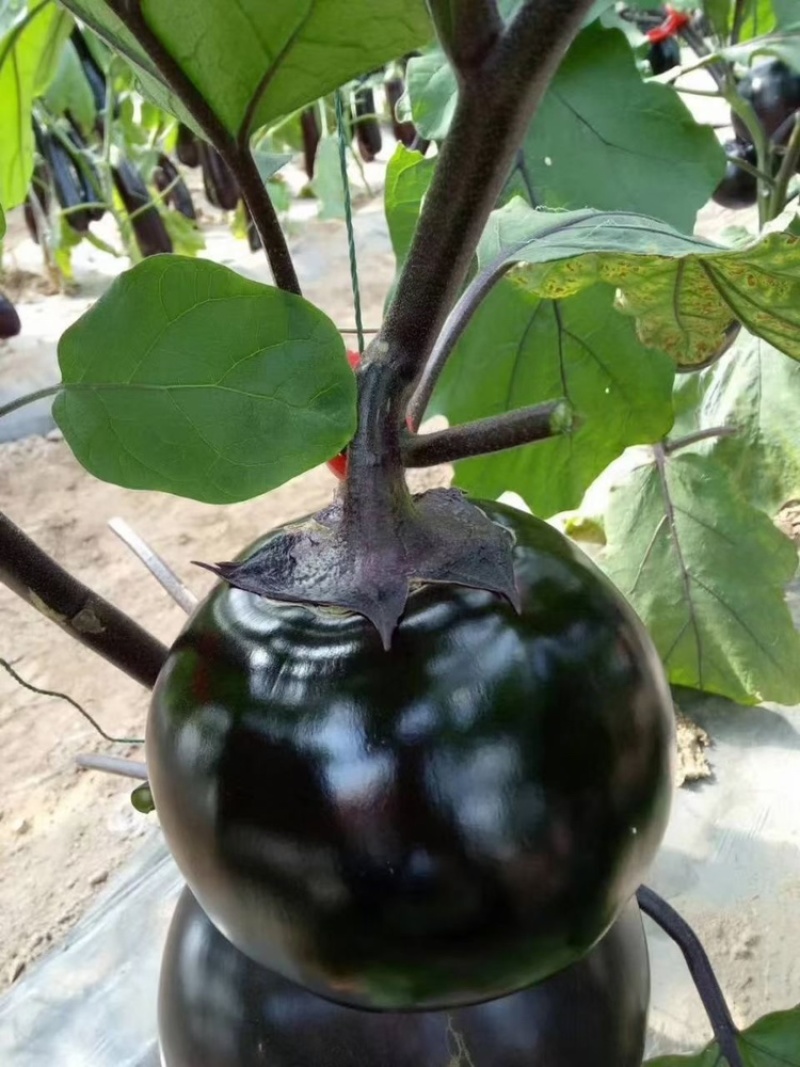 【精品】江苏种子圆茄种子日本紫圆茄紫圆大果高产