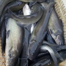 斑点叉尾鮰鱼水库养殖